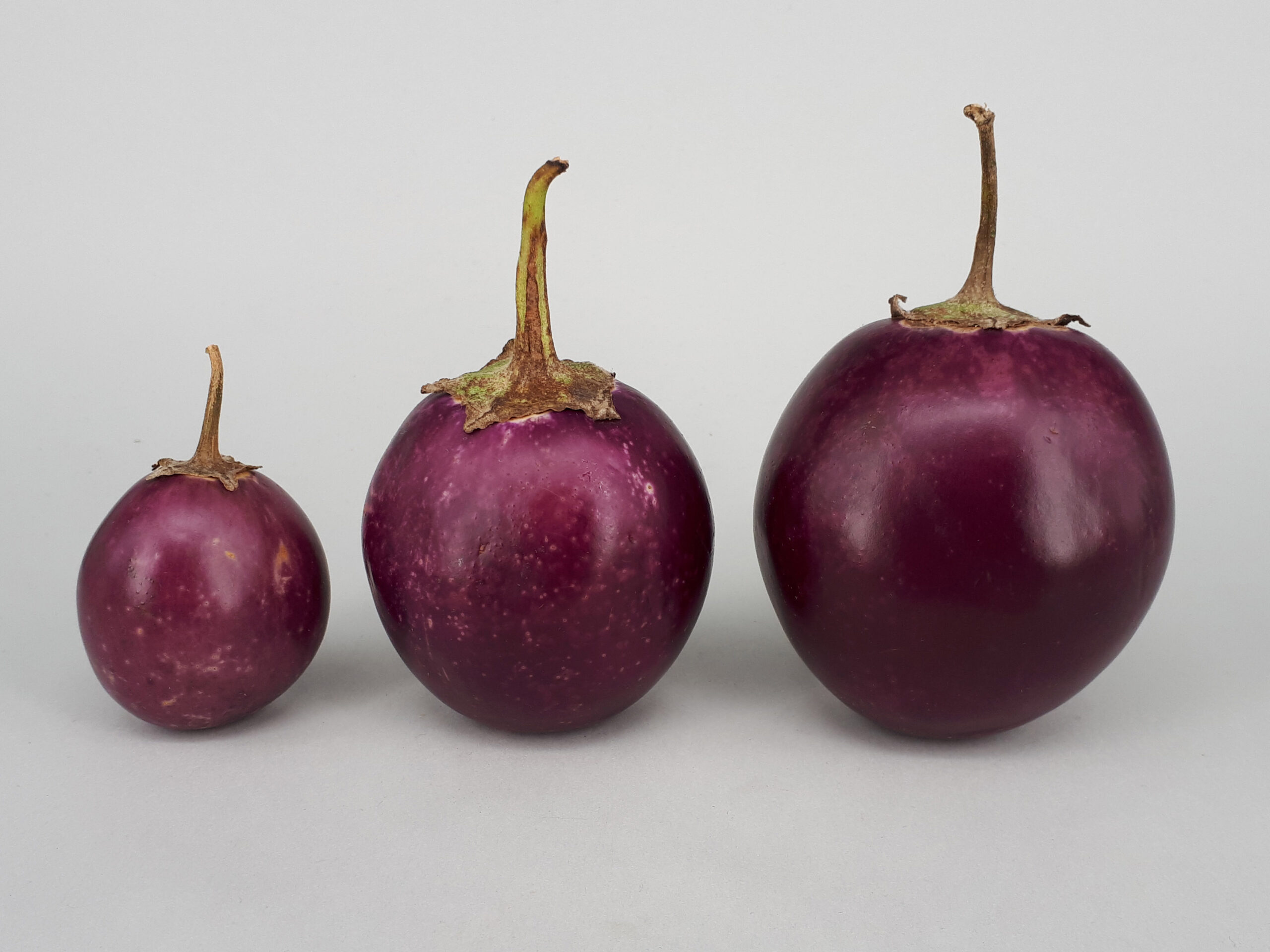 Petites aubergines rondes posées sur un fond clair