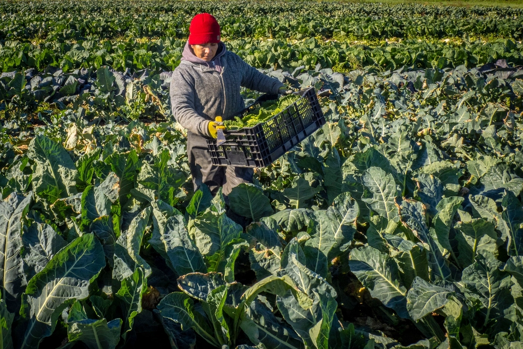 Producteur au travail dans son champ