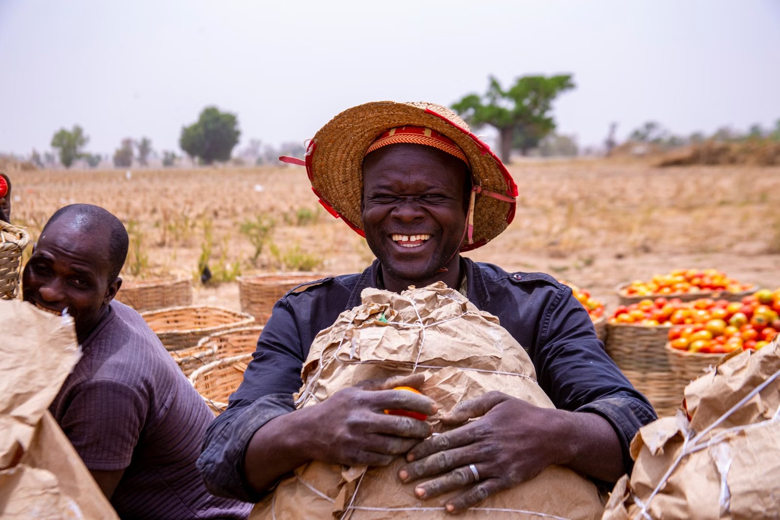Producteurs sénégalais et récolte de tomates - SunuAchat